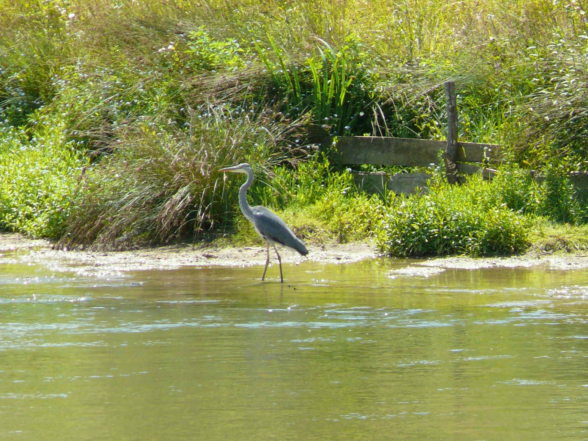 heron en rive gauche