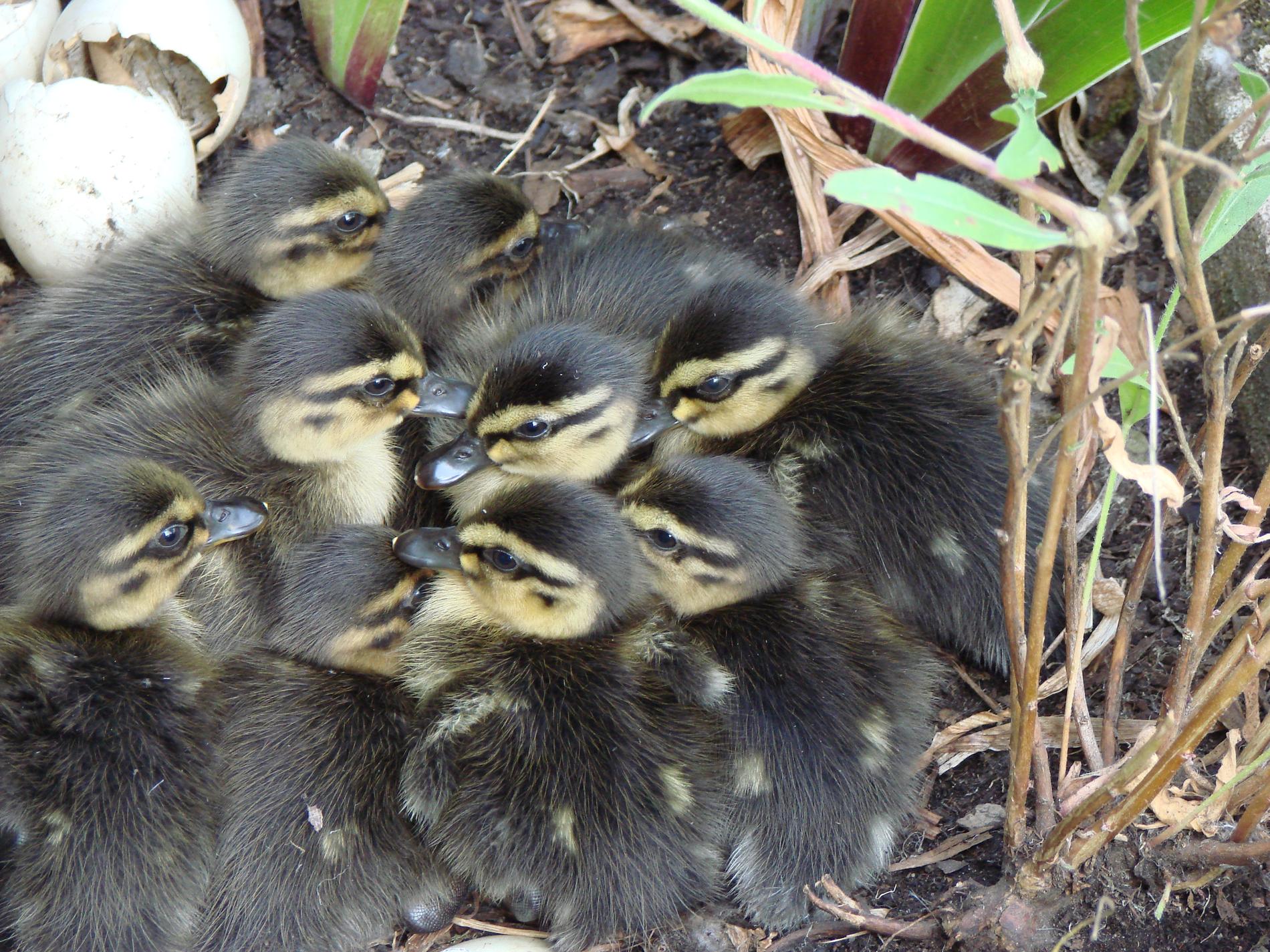 famille de canetons au nid (2)