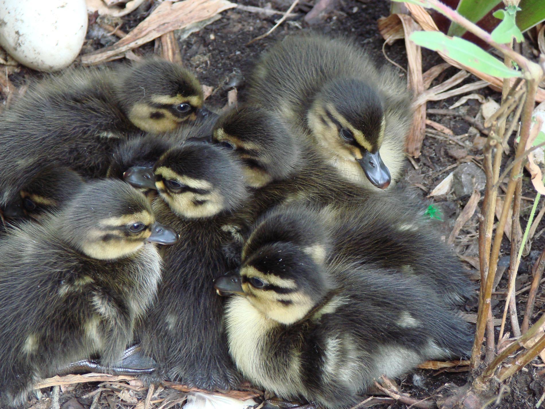 famille de canetons au nid