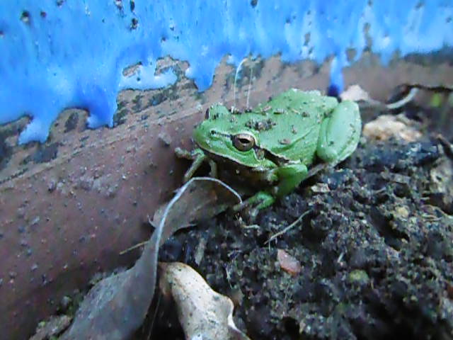 grenouille verte