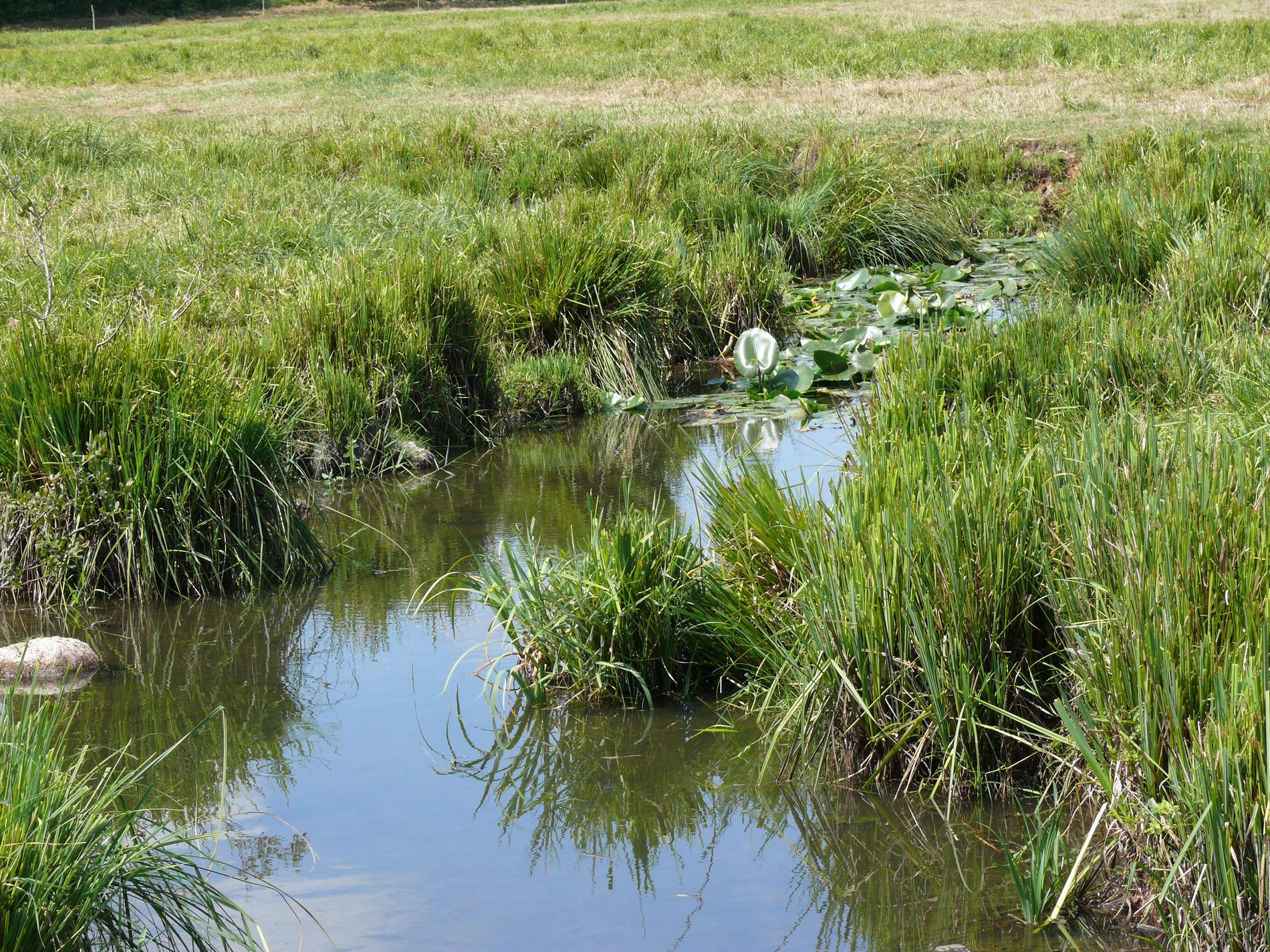 marais de Cr&eacute;  clapet ferm&eacute;