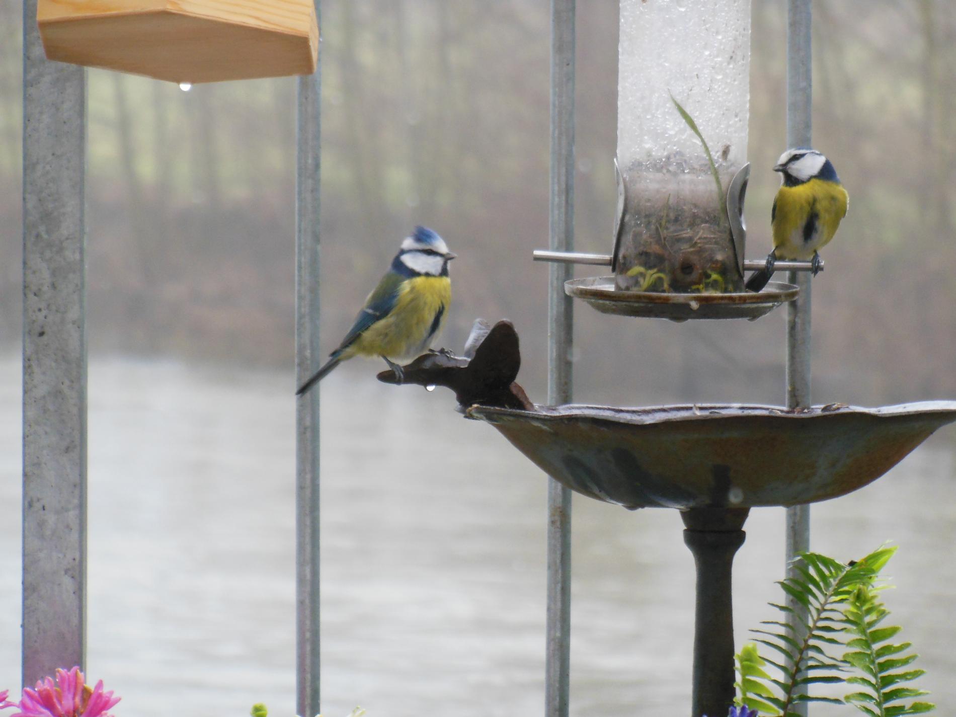 Mésanges bleues au moulin de la Barbée