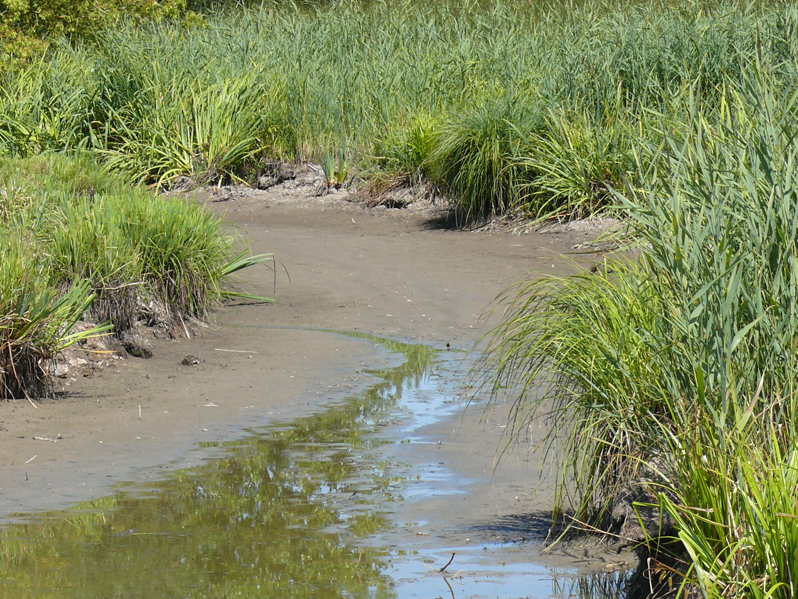 marais de  Cr&eacute; clapet ouvert
