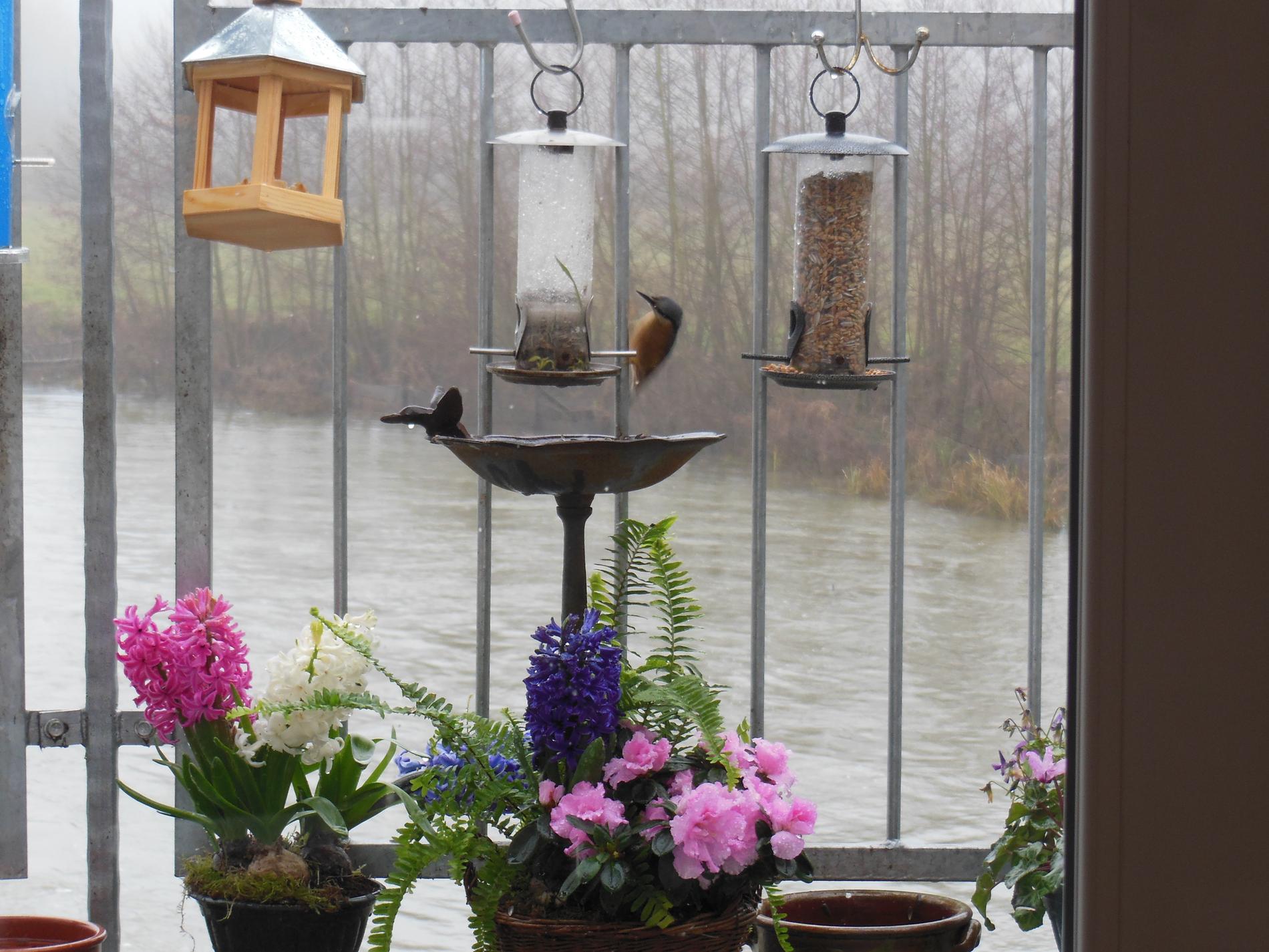 Sitelle torchepot au moulin de la barbée