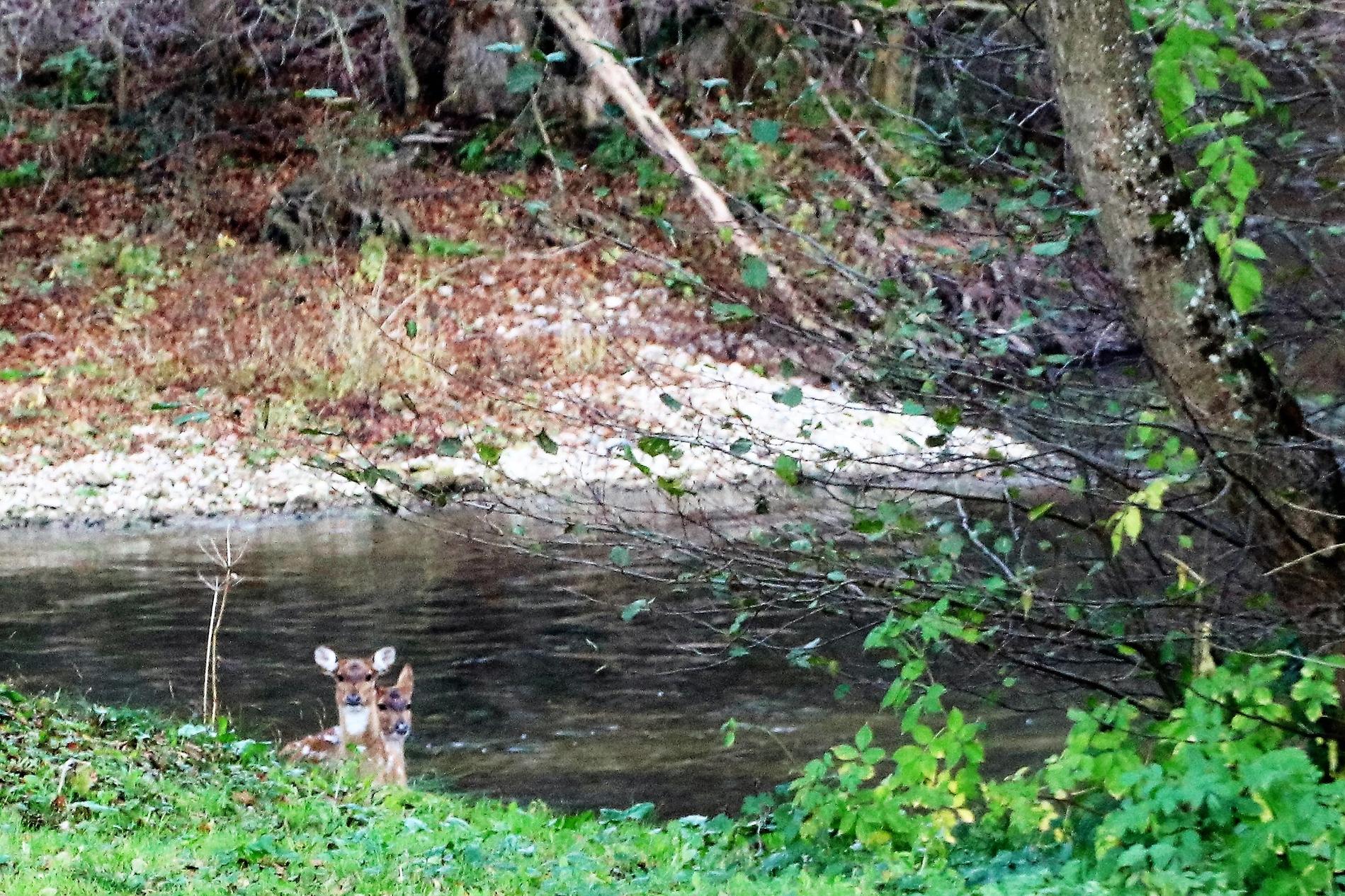 chevreuils 30112017 focus sur têtes