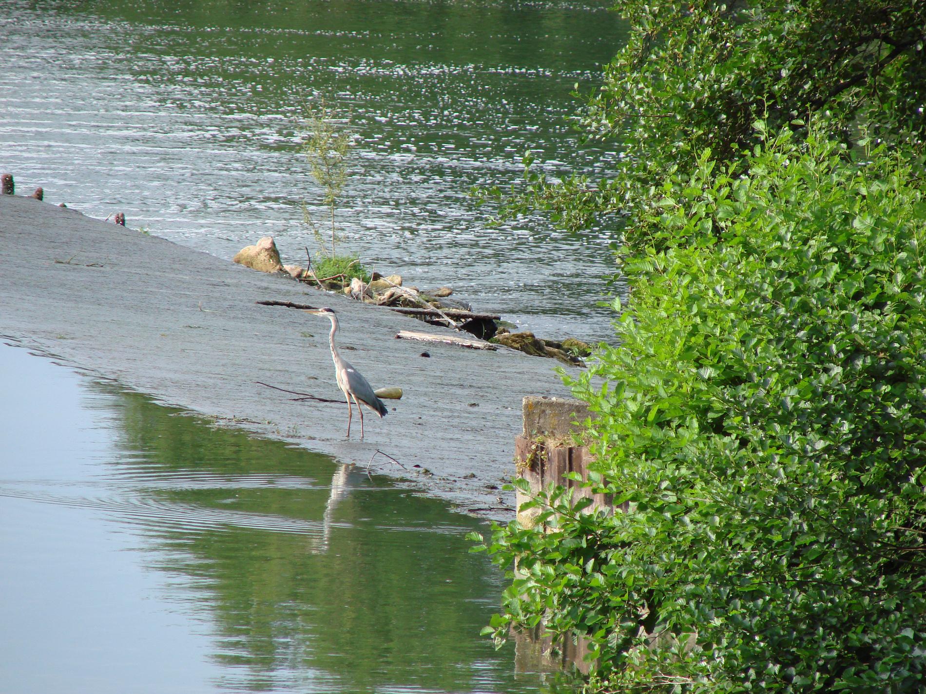 heron sur d&eacute;versoir